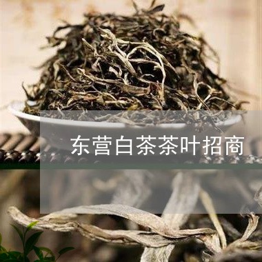 东营白茶茶叶招商/2023061424947