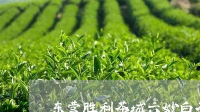 东营胜利茶城六妙白茶/2023092735270