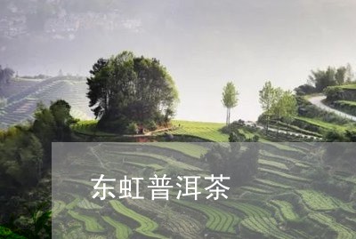 东虹普洱茶/2023102507683