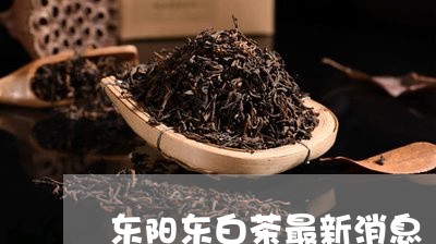 东阳东白茶最新消息/2023121647470