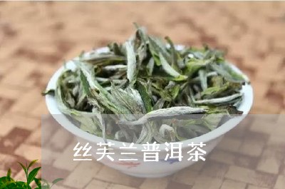 丝芙兰普洱茶/2023042972314