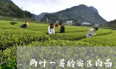 两叶一芽的安吉白茶/2023071426057