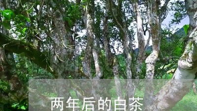 两年后的白茶/2023051230382