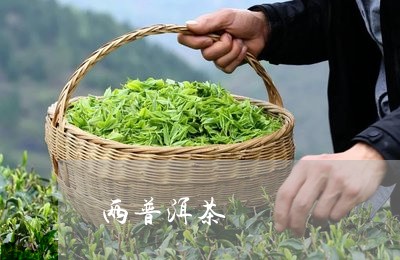 两普洱茶/2023090190714