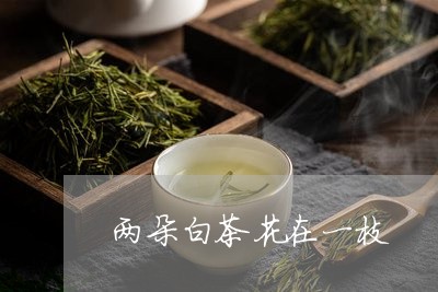 两朵白茶花在一枝/2023061492713