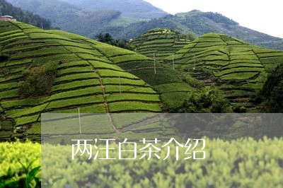 两汪白茶介绍/2023051208379