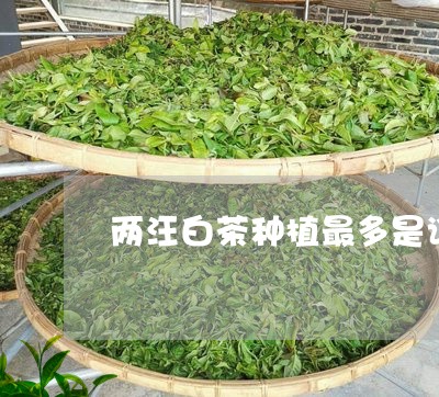 两汪白茶种植最多是谁/2023092757159