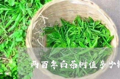 两百年白茶树值多少钱/2023092723048