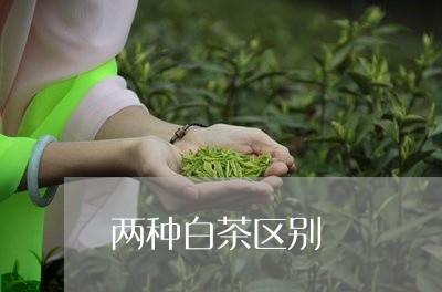 两种白茶区别/2023051272957