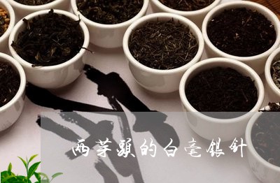 两芽头的白毫银针/2023090600515