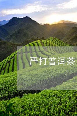 严打普洱茶/2023090528383