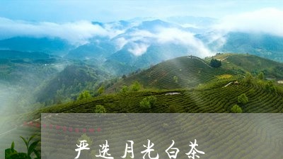 严选月光白茶/2023051277279