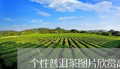 个性普洱茶图片欣赏高清/2023112551706