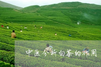 中医分析白茶的作用/2023121686142