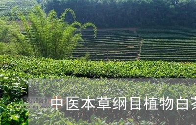 中医本草纲目植物白茶/2023092757371