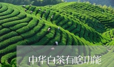 中华白茶有啥功能/2023061472715