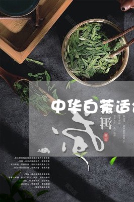 中华白茶适合季节/2023061470502