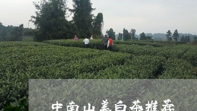 中南山美白茶推荐/2023061494047