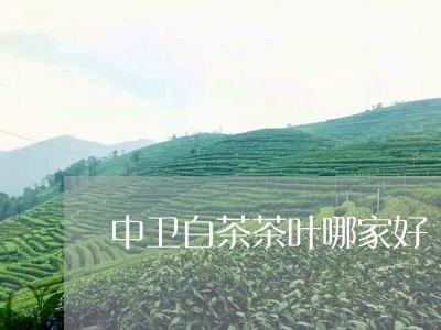 中卫白茶茶叶哪家好/2023121615049