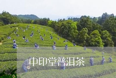 中印堂普洱茶/2023042797845