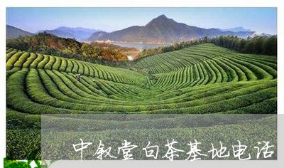 中叙堂白茶基地电话/2023071440583