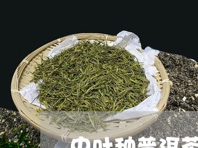 中叶种普洱茶/2023042783742