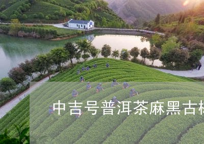 中吉号普洱茶麻黑古树/2023092659262