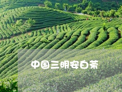 中国三明安白茶/2023061456370