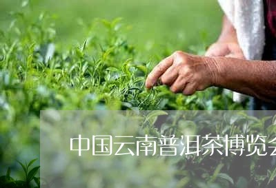 中国云南普洱茶博览会/2023062362713