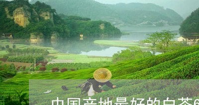 中国产地最好的白茶6/2023092706947