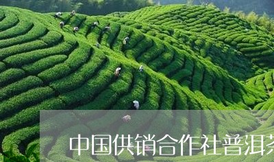 中国供销合作社普洱茶公司/2023051050483