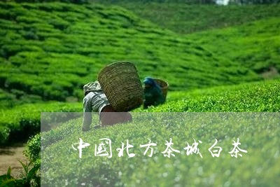 中国北方茶城白茶/2023061457481