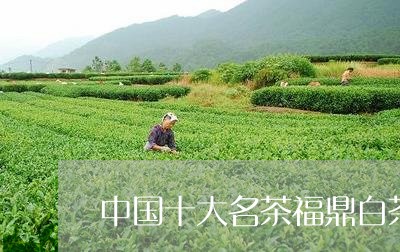 中国十大名茶福鼎白茶/2023120624059