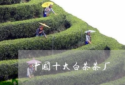 中国十大白茶茶厂/2023061430502