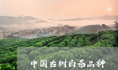 中国古树白茶品种/2023061488260