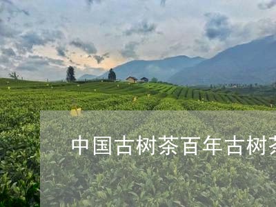 中国古树茶百年古树茶/2023092190624