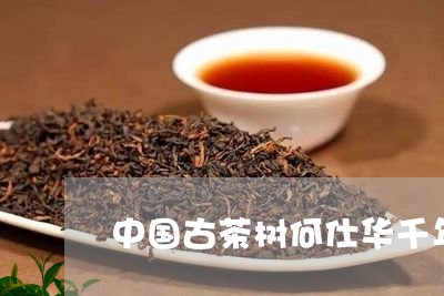 中国古茶树何仕华千年古树茶茶/2023053185848