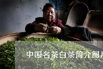 中国名茶白茶简介图片大全/2023111686050