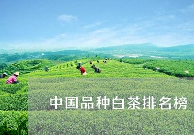 中国品种白茶排名榜/2023121683704