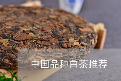 中国品种白茶推荐/2023092769827