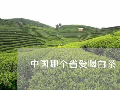 中国哪个省爱喝白茶/2023121644936