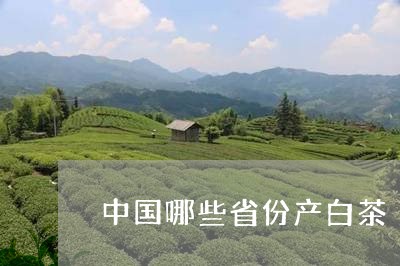 中国哪些省份产白茶/2023121644925
