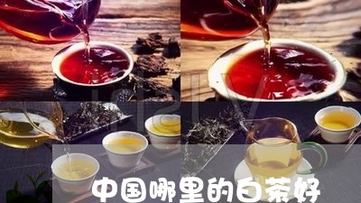 中国哪里的白茶好/2023061497192