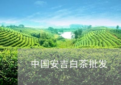 中国安吉白茶批发/2023061406271