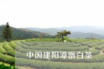 中国建阳漳墩白茶/2023061465148