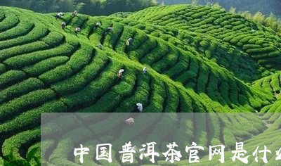 中国普洱茶官网是什么/2023062391506