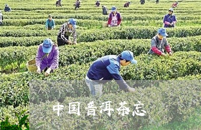 中国普洱茶忘/2023042791315