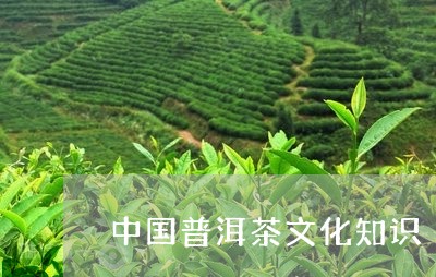 中国普洱茶文化知识/2023042875249