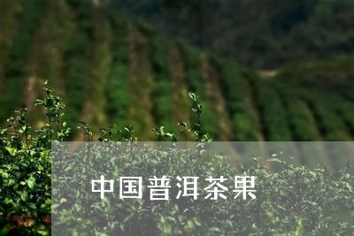 中国普洱茶果/2023042883626