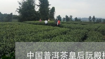 中国普洱茶皇后阮殿榕/2023073123038